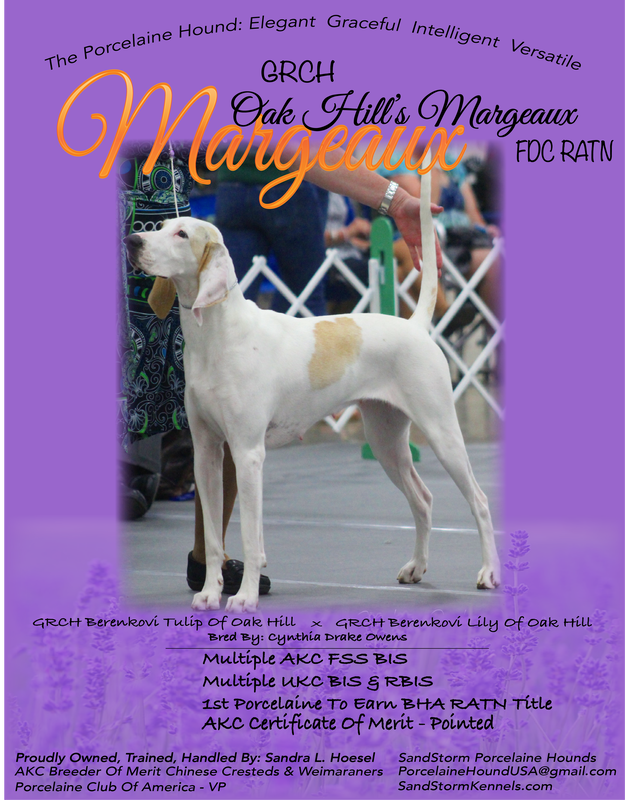 July hound puppies for sale clearance