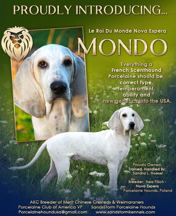 Aria Porcelaine Hounds SandStorm Farm Aria Porcelaine Hounds
